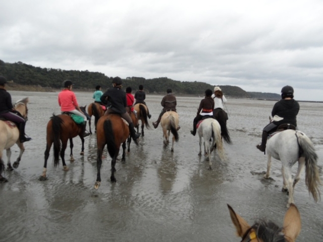 Cheval sur la plage Cote d Armor